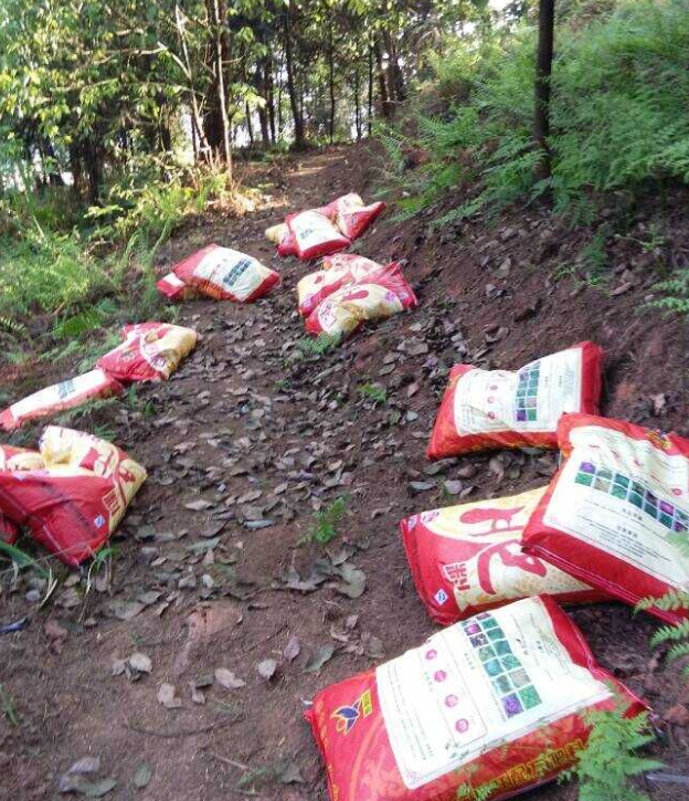 石城山工区施底肥，，，，，苗木修剪及栽植.png