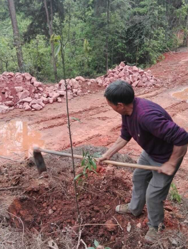 石城山工区施底肥，，，，，苗木修剪及栽植4.png